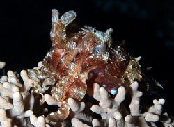 Cuttlefish taken at Ras Caty with E300. by Nikki Van Veelen 